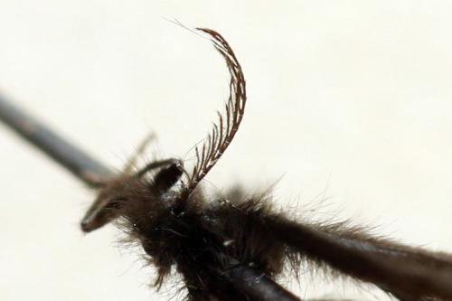 Epichnopterix plumella